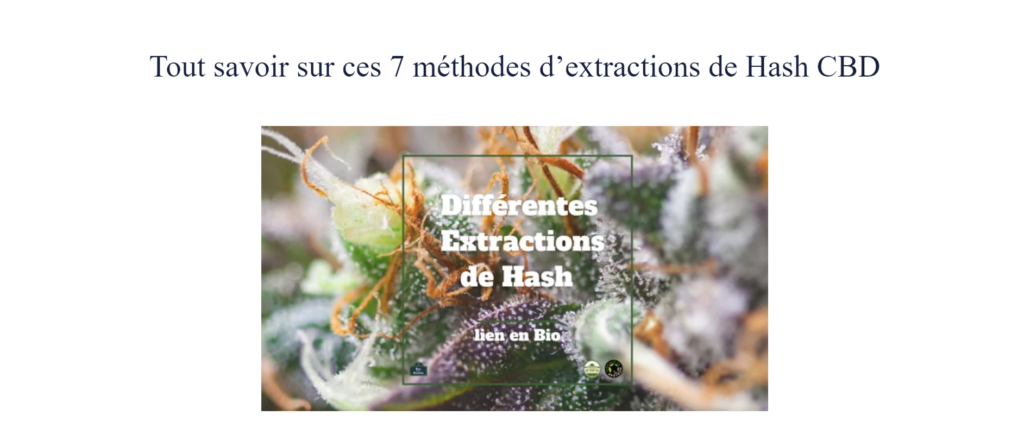 Dry Hash La Méthode Ancestrale